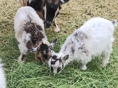 Full Pygmy Goats
