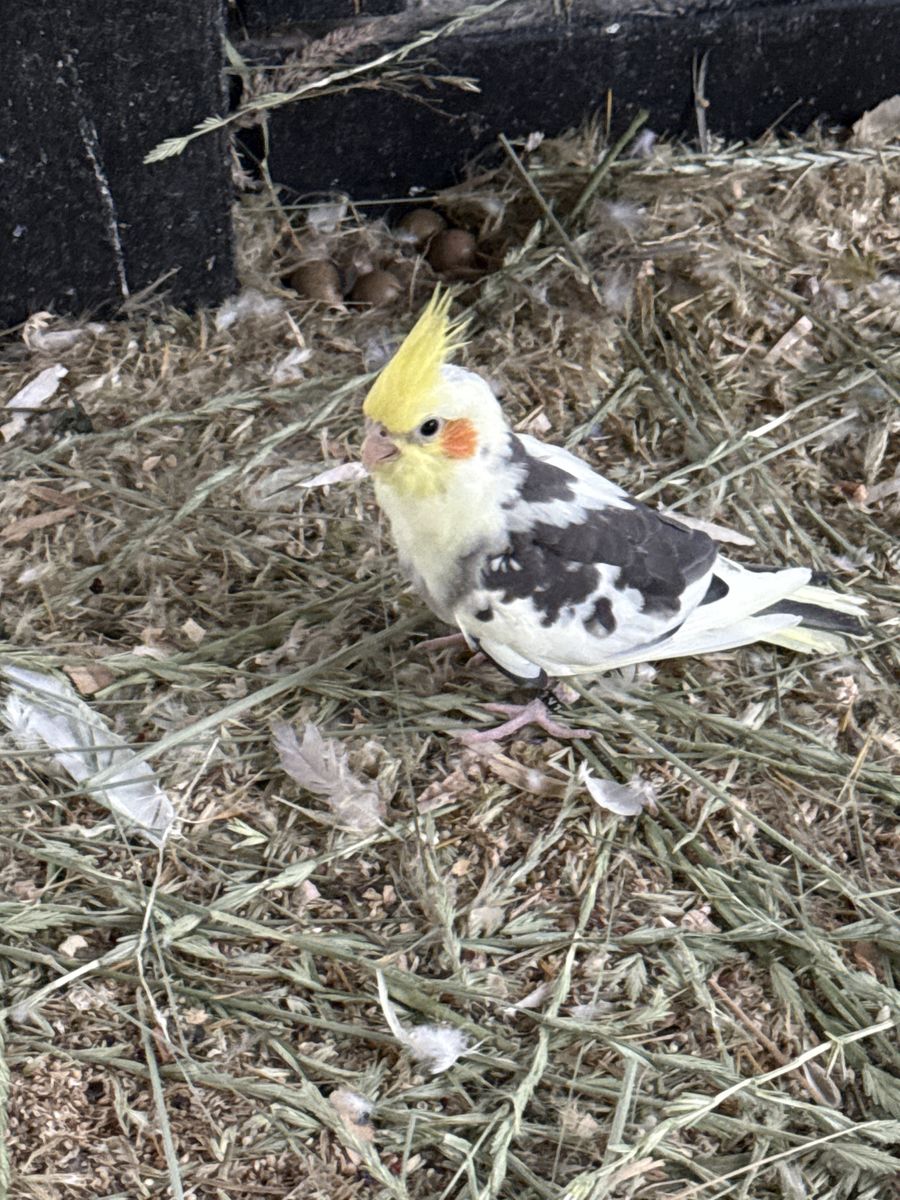 Cockatiel