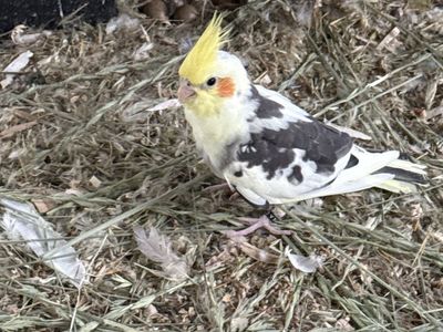 Cockatiel
