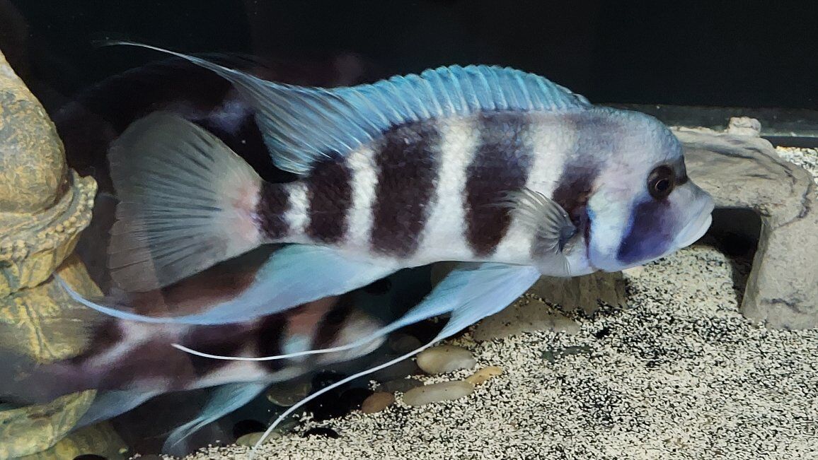 Gorgeous Frontosa for sale in Lehi