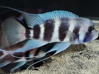 Gorgeous Frontosa for sale in Lehi