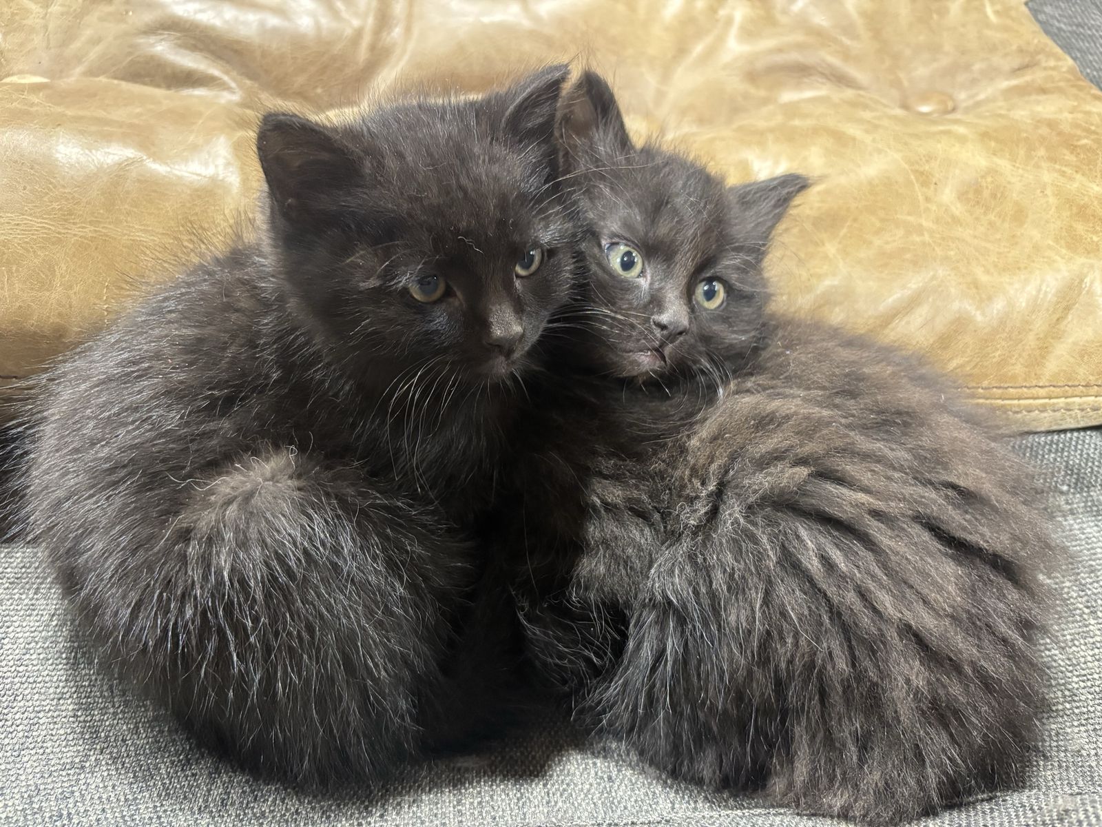 Kittens