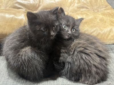 Kittens