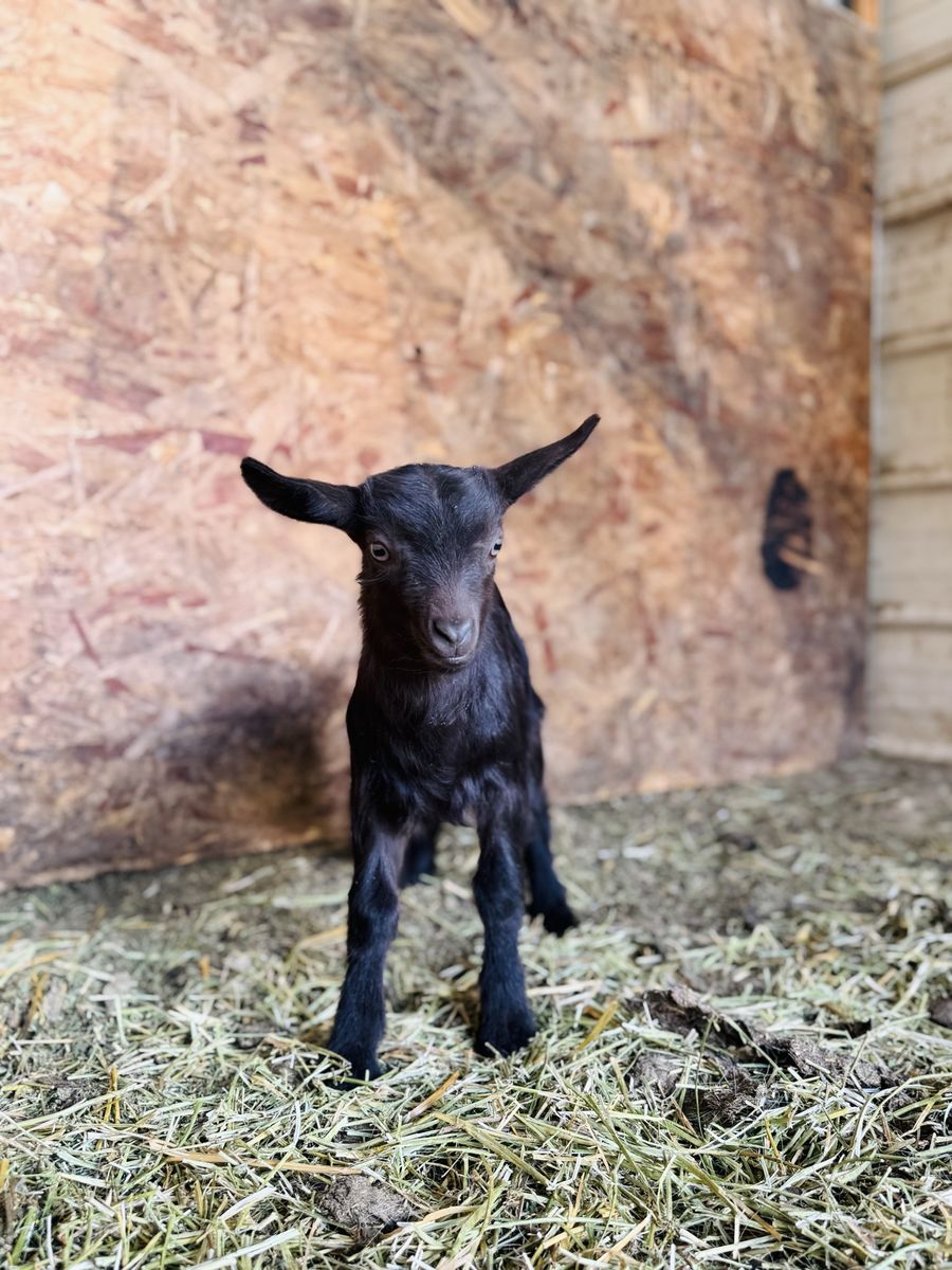 Fainting Doe Goat Available – Loretta| Maple Creek Farm