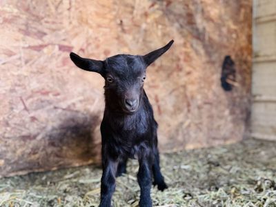 Fainting Doe Goat Available – Loretta| Maple Creek Farm