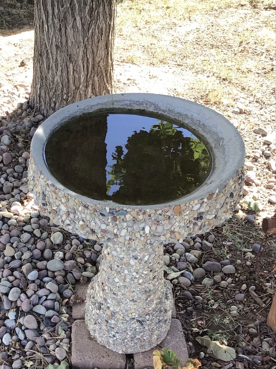 Bird Bath