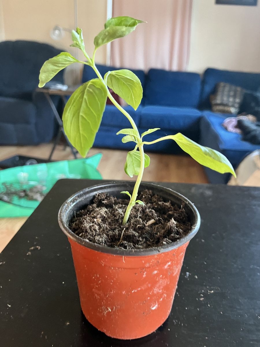 Basil