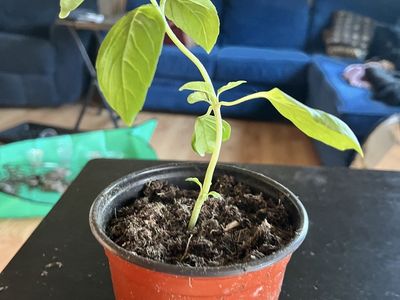 Basil