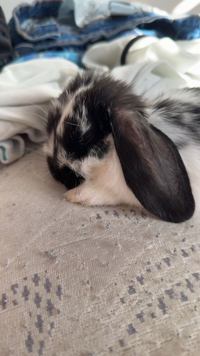 Purebred Mini Lop