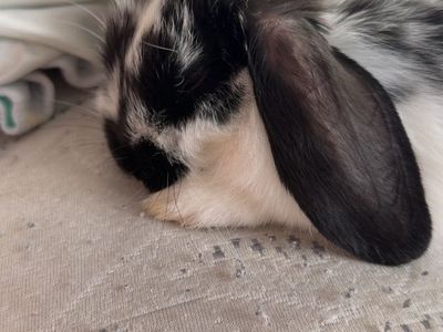Purebred Mini Lop