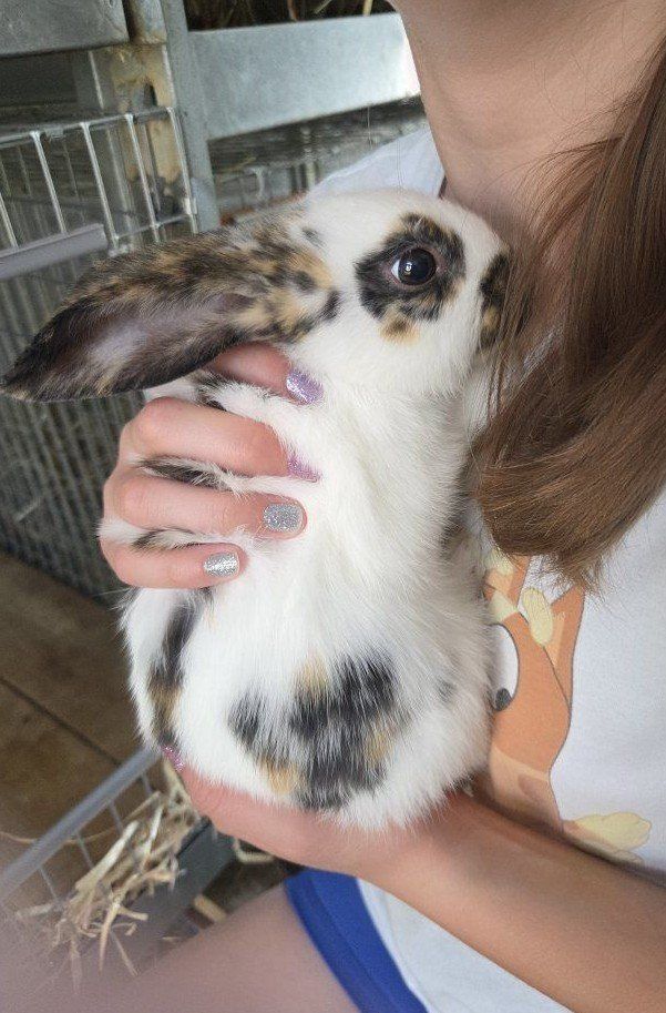 Rhinelander Bunny Rabbit