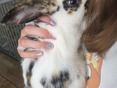 Rhinelander Bunny Rabbit