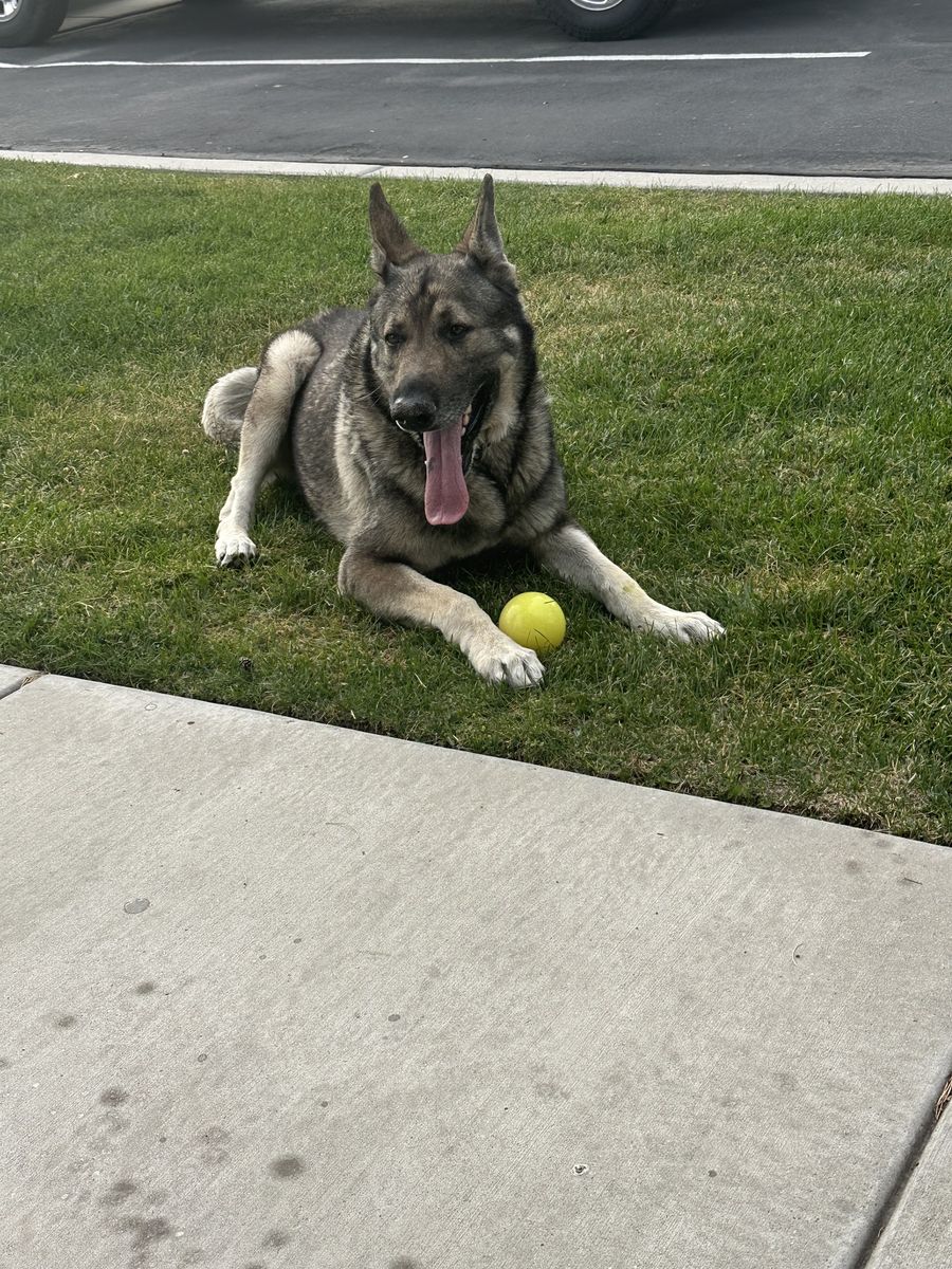 Help me rehome my shepherds
