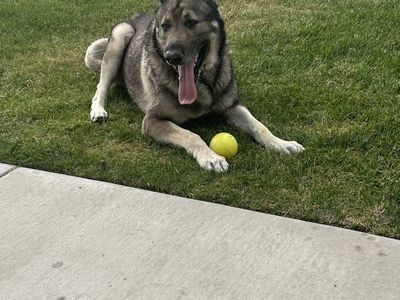 Help me rehome my shepherds