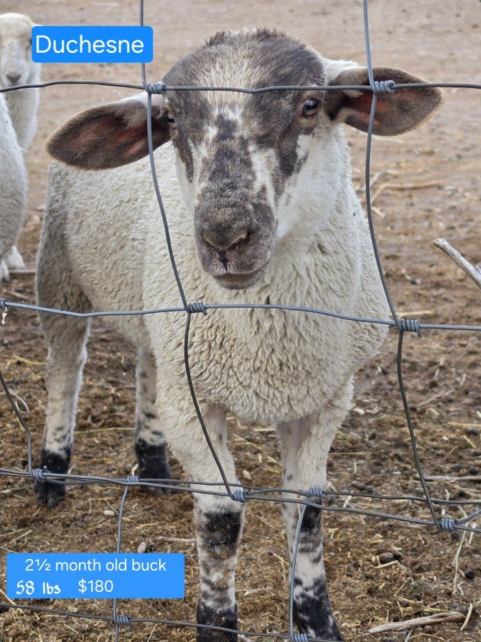Buck Lambs