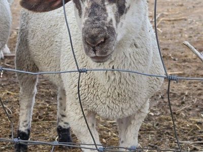 Buck Lambs