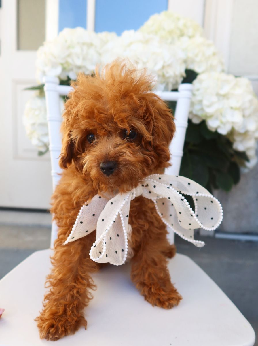 Adorable micro f1bb Goldendoodle puppy