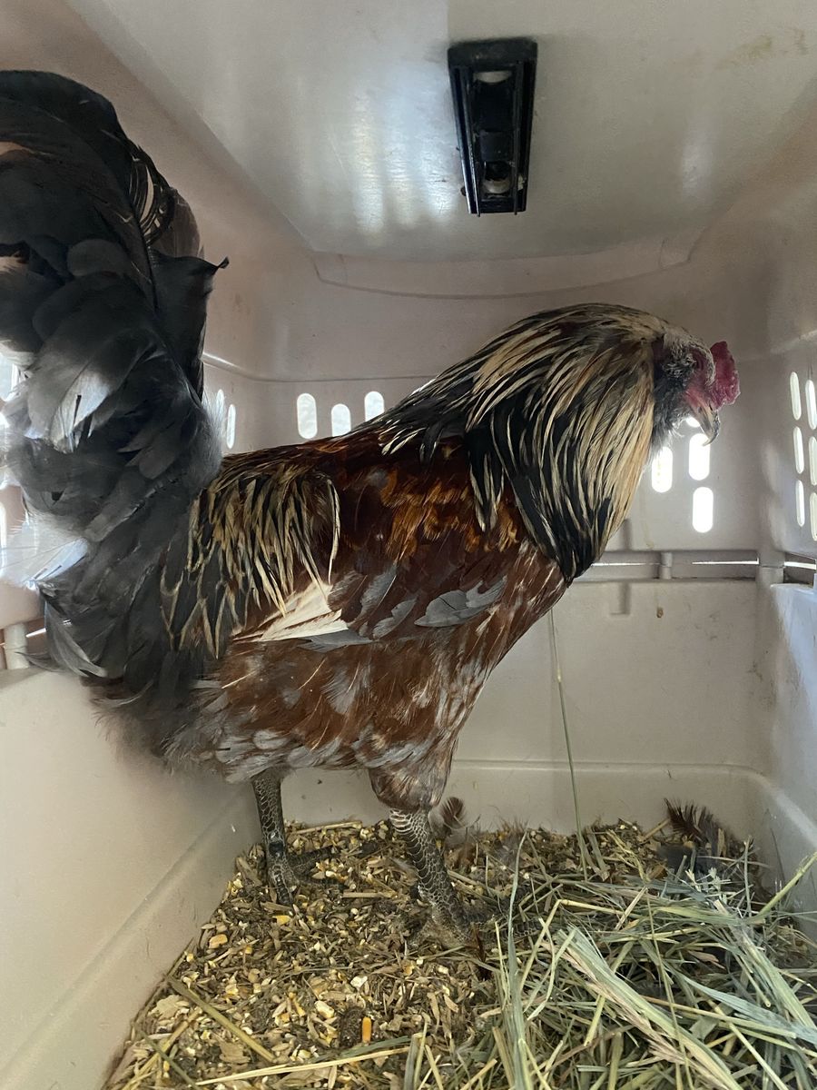 Americana Roosters