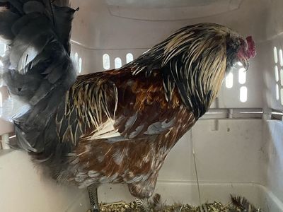 Americana Roosters