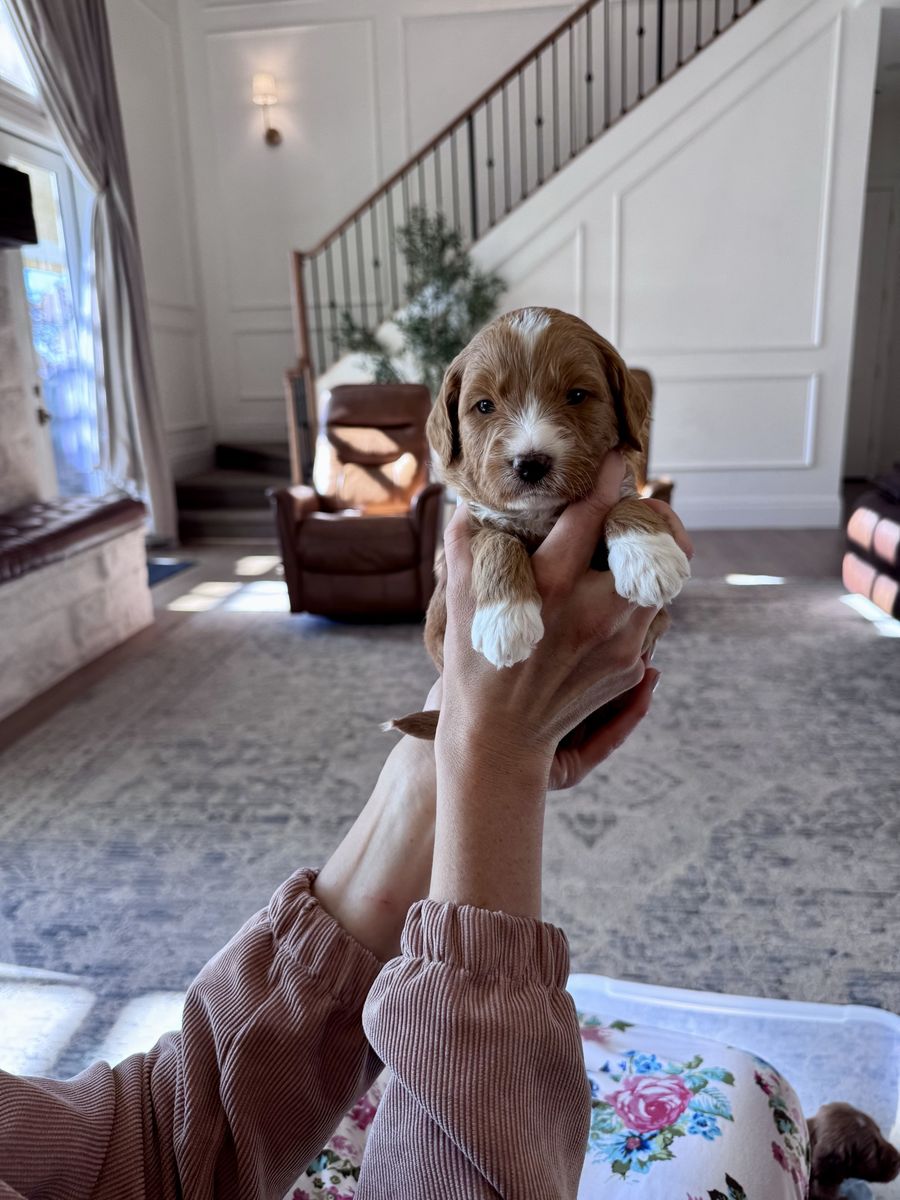 Therapy Temperament F1 Mini-Goldendoodle puppies