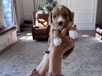 Therapy Temperament F1 Mini-Goldendoodle puppies
