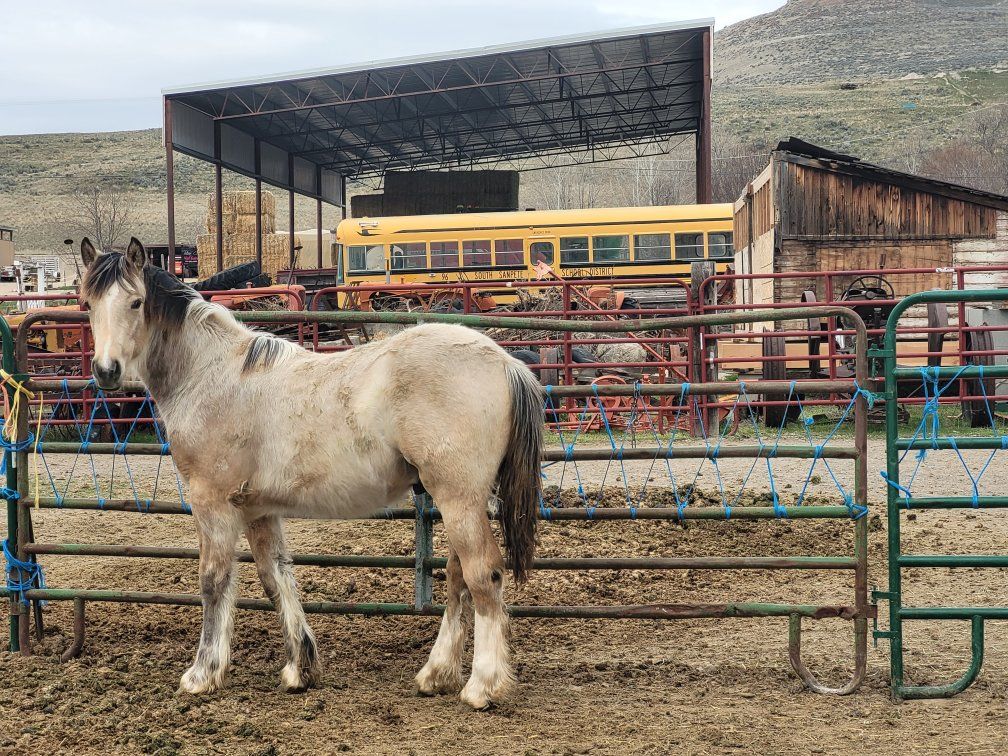 2025 Gypsy Vanner quarter horse cross