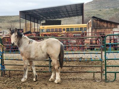 2025 Gypsy Vanner quarter horse cross