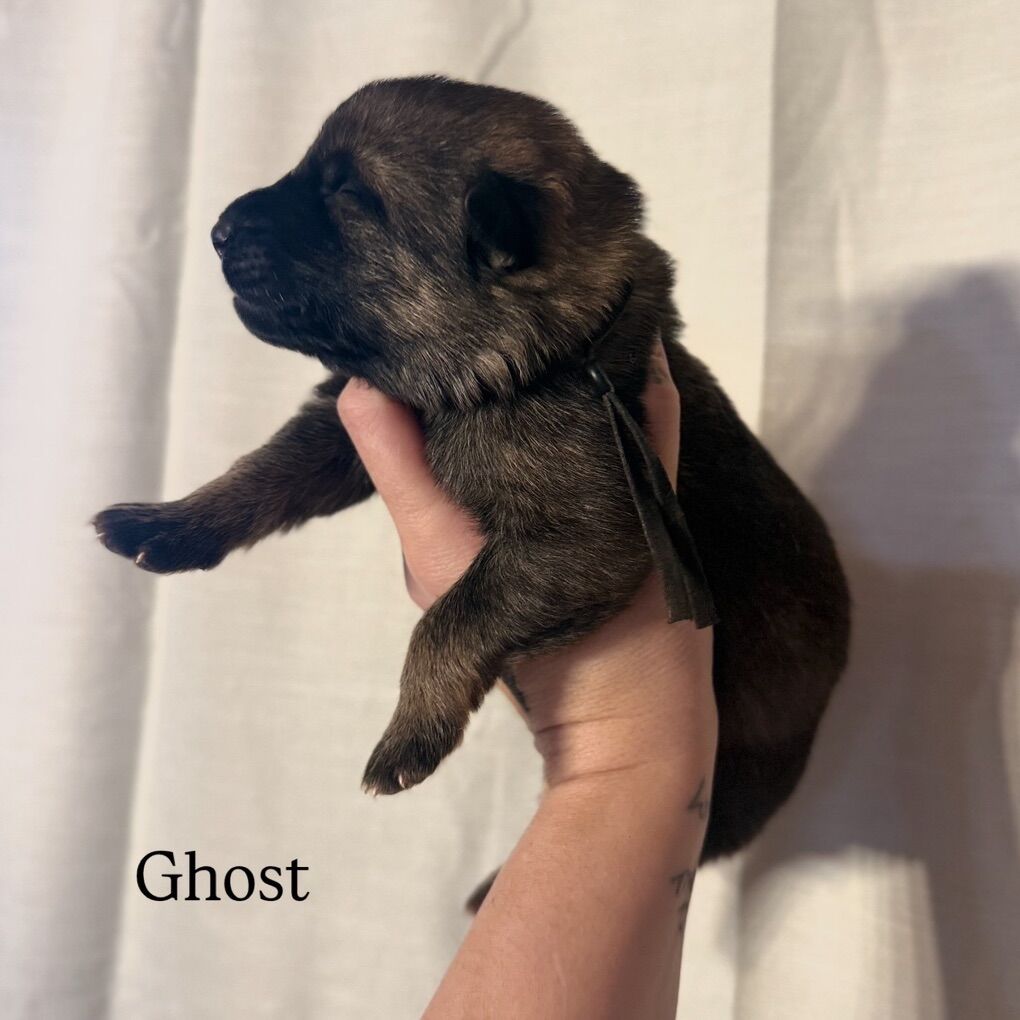 TOP QUALITY AKC GERMAN SHEPHERD PUPPIES