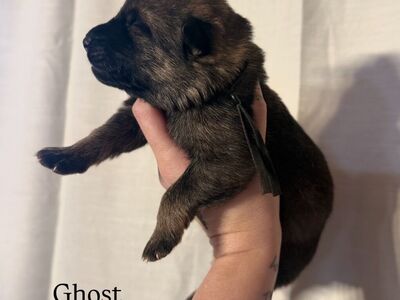 TOP QUALITY AKC GERMAN SHEPHERD PUPPIES