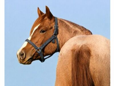 2015 AQHA Red Roan Standing at Stud