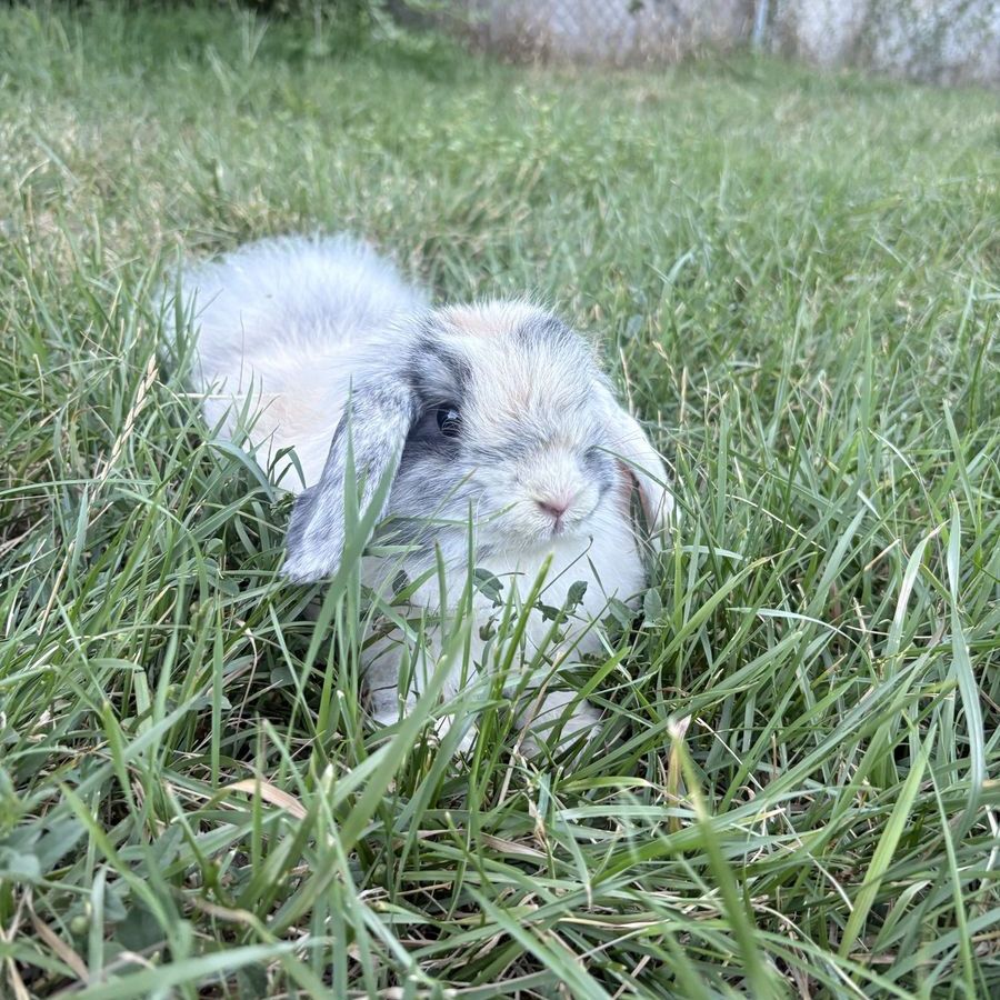 Free Fuzzy holland lop doe