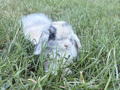 Free Fuzzy holland lop doe