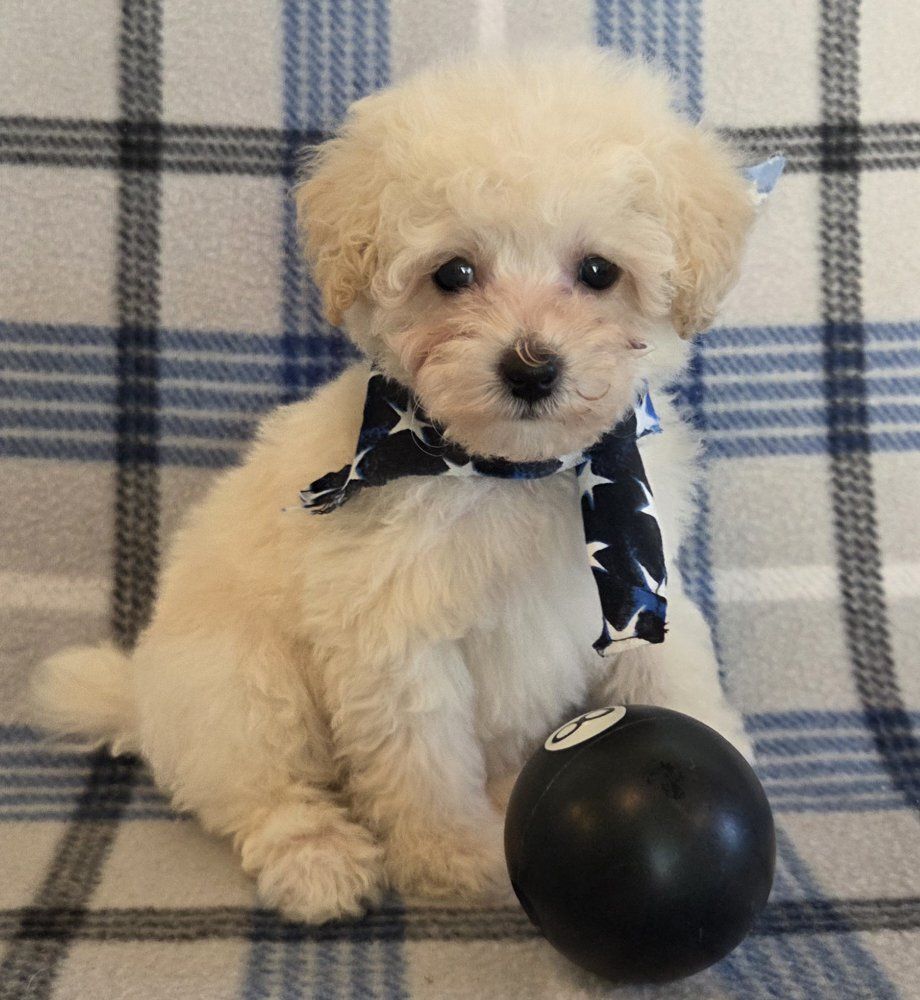 Super Sweet Male Toy Poodle