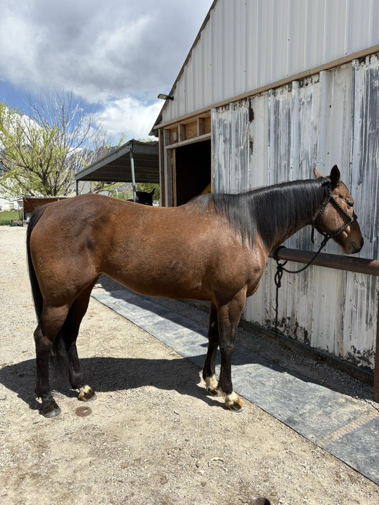 AQHA 2015 Barrel Mare