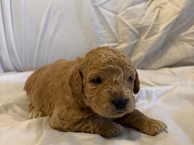 Mini Aussidoodle Puppies, Doodle