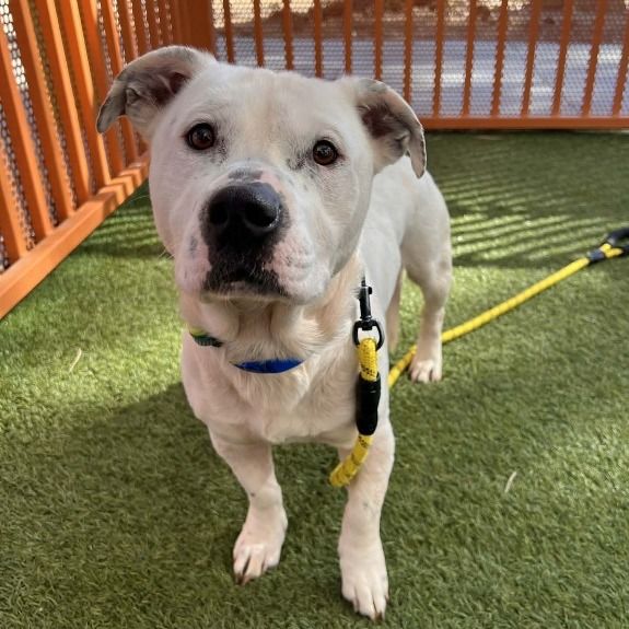 Hello my name is Weevil