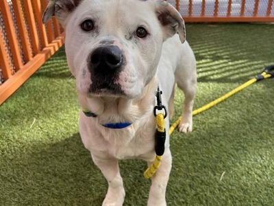 Hello my name is Weevil