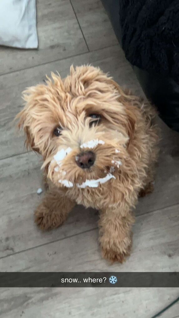 Rehoming our baby girl