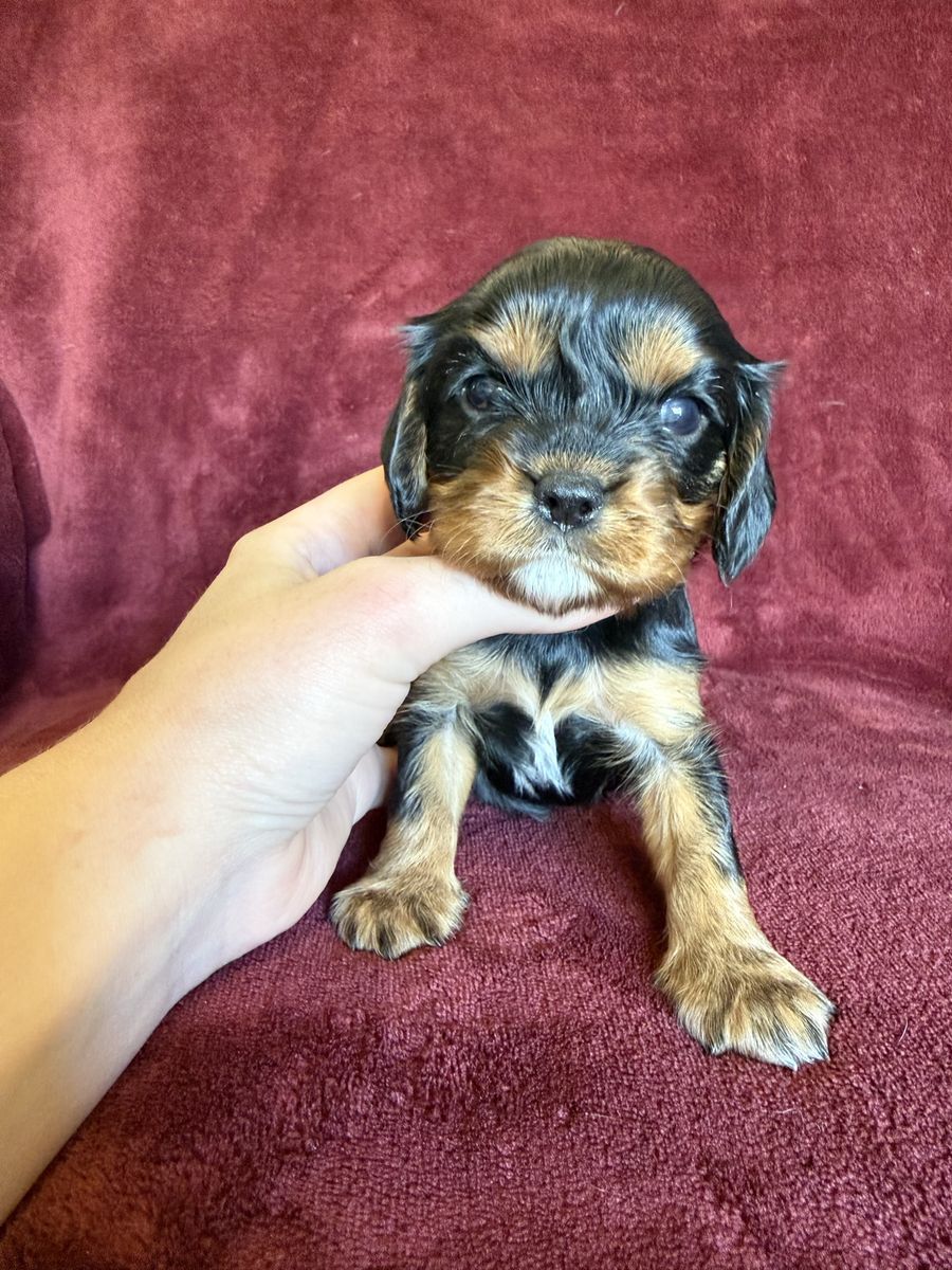 Cavalier King Charles spaniel puppies