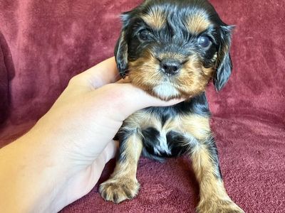 Cavalier King Charles spaniel puppies