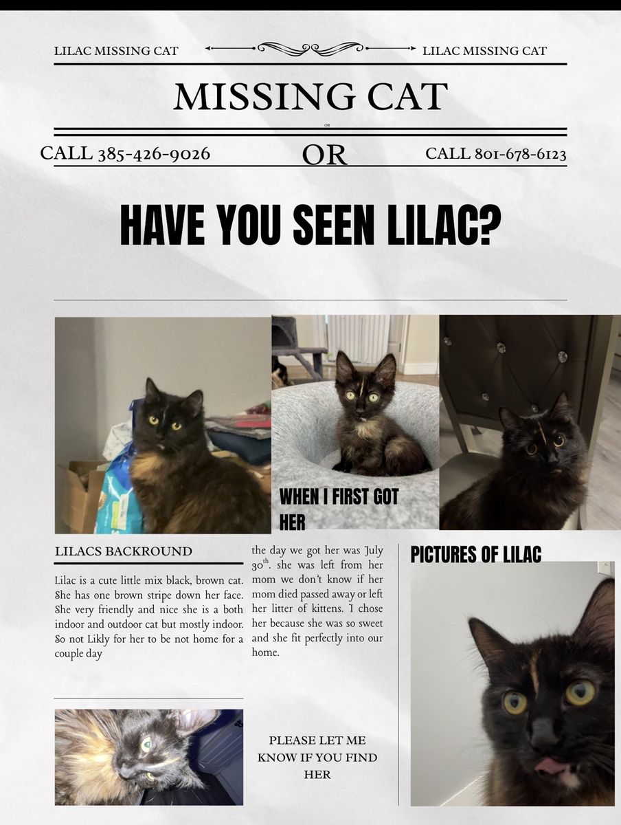 in search of missing cat
