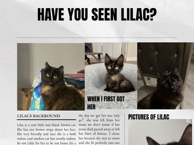 in search of missing cat