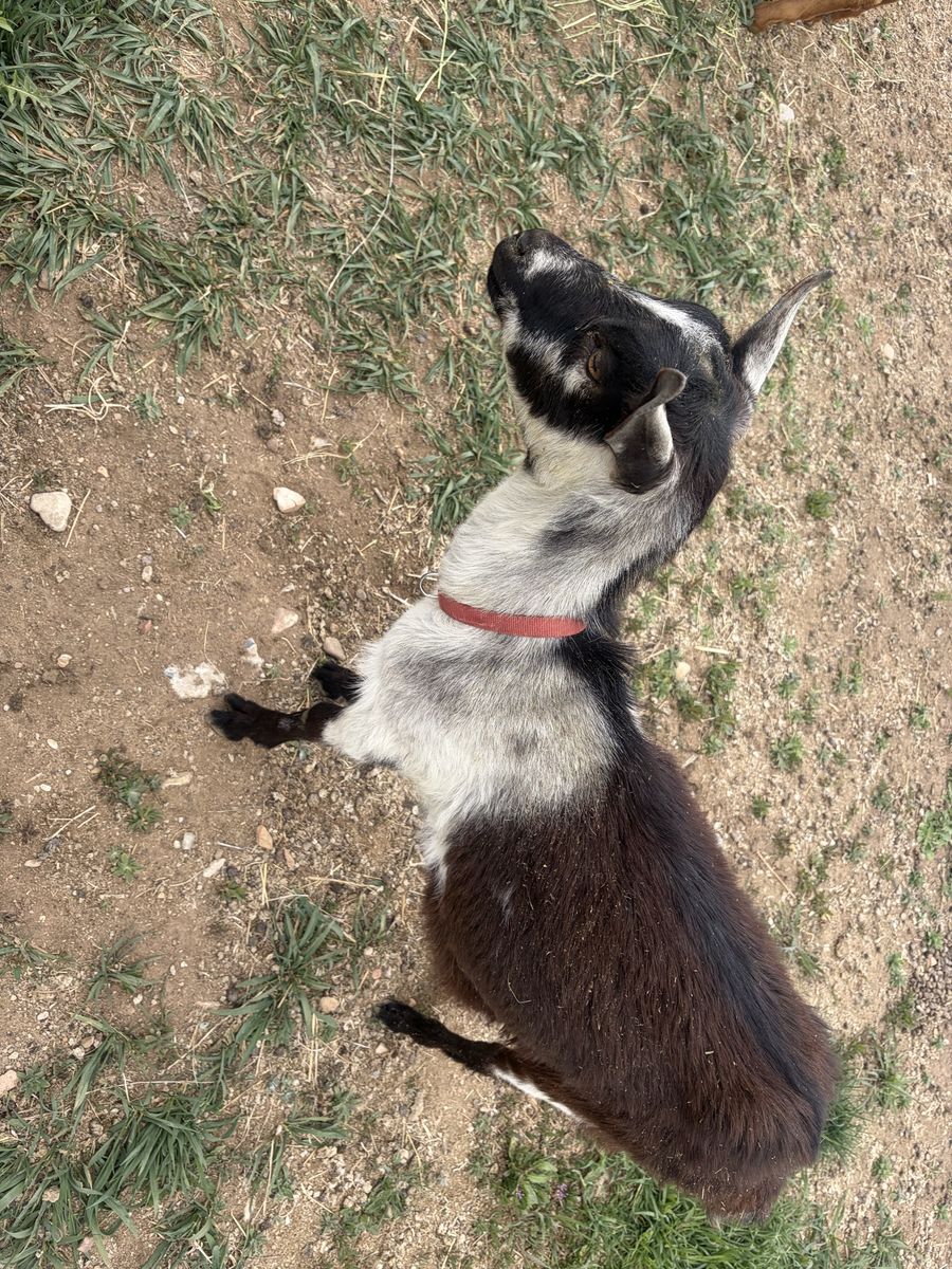 Alpine Doeling for sale