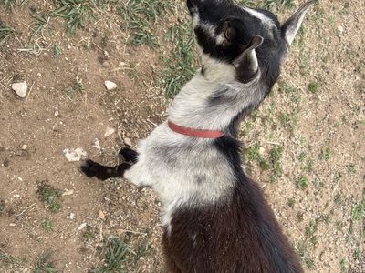Alpine Doeling for sale