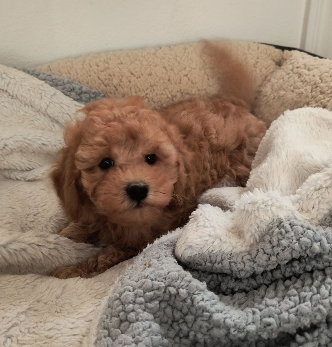 Adorable Toy Poodle Puppy