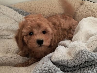 Adorable Toy Poodle Puppy