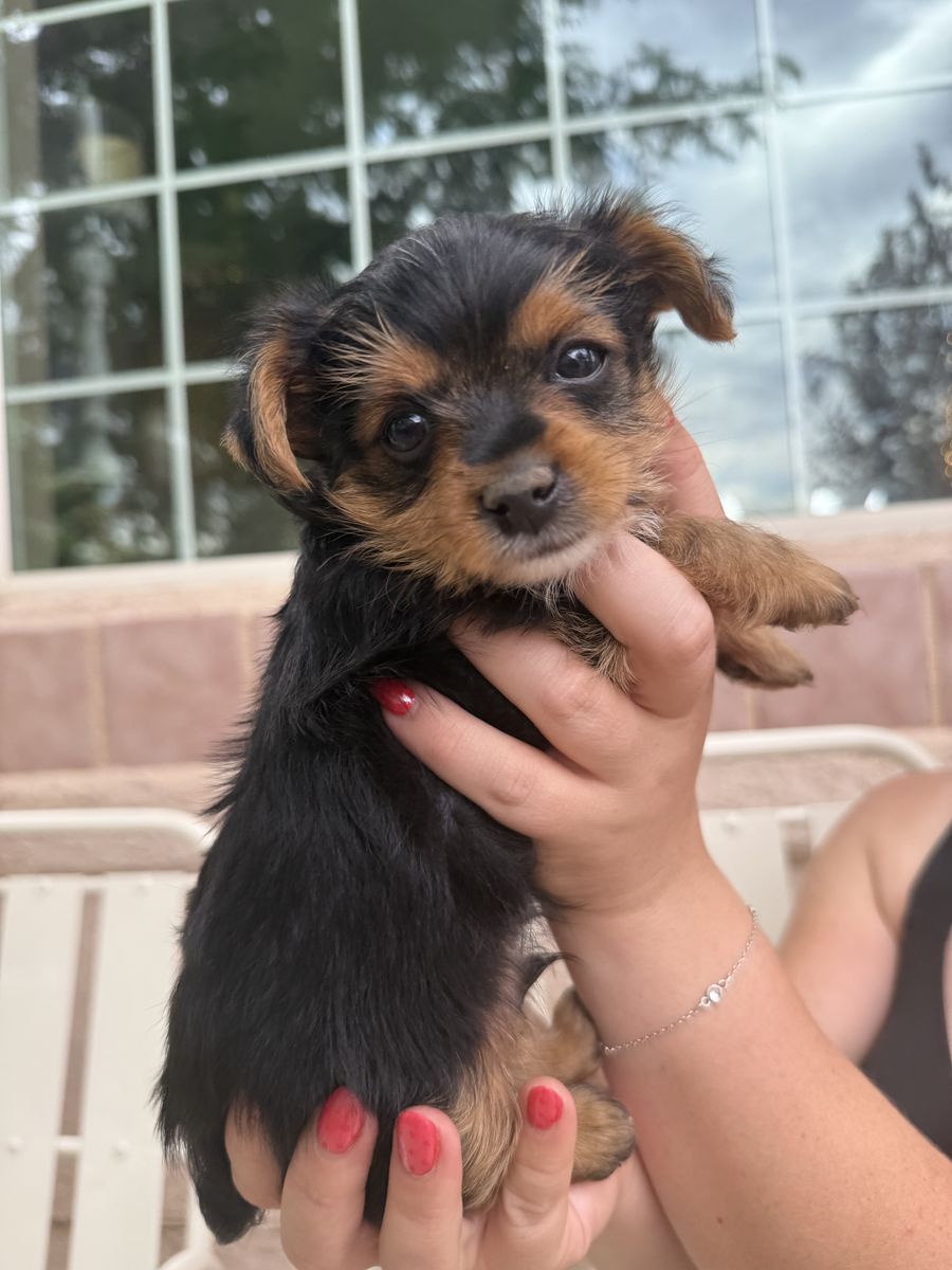AKC Male Yorkie