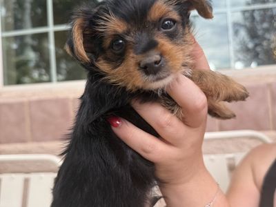 AKC Male Yorkie