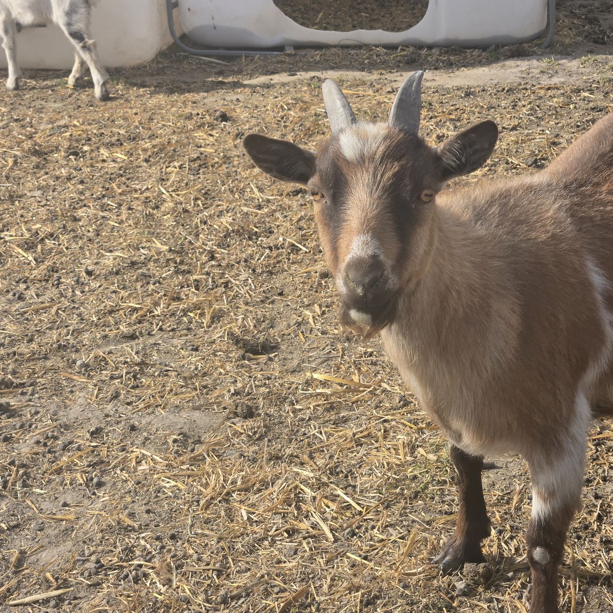 Nigerian Dwarf Doe – Ready for a New Home