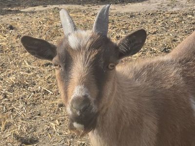 Nigerian Dwarf Doe – Ready for a New Home